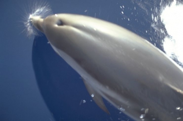  Dolphins seen up close 